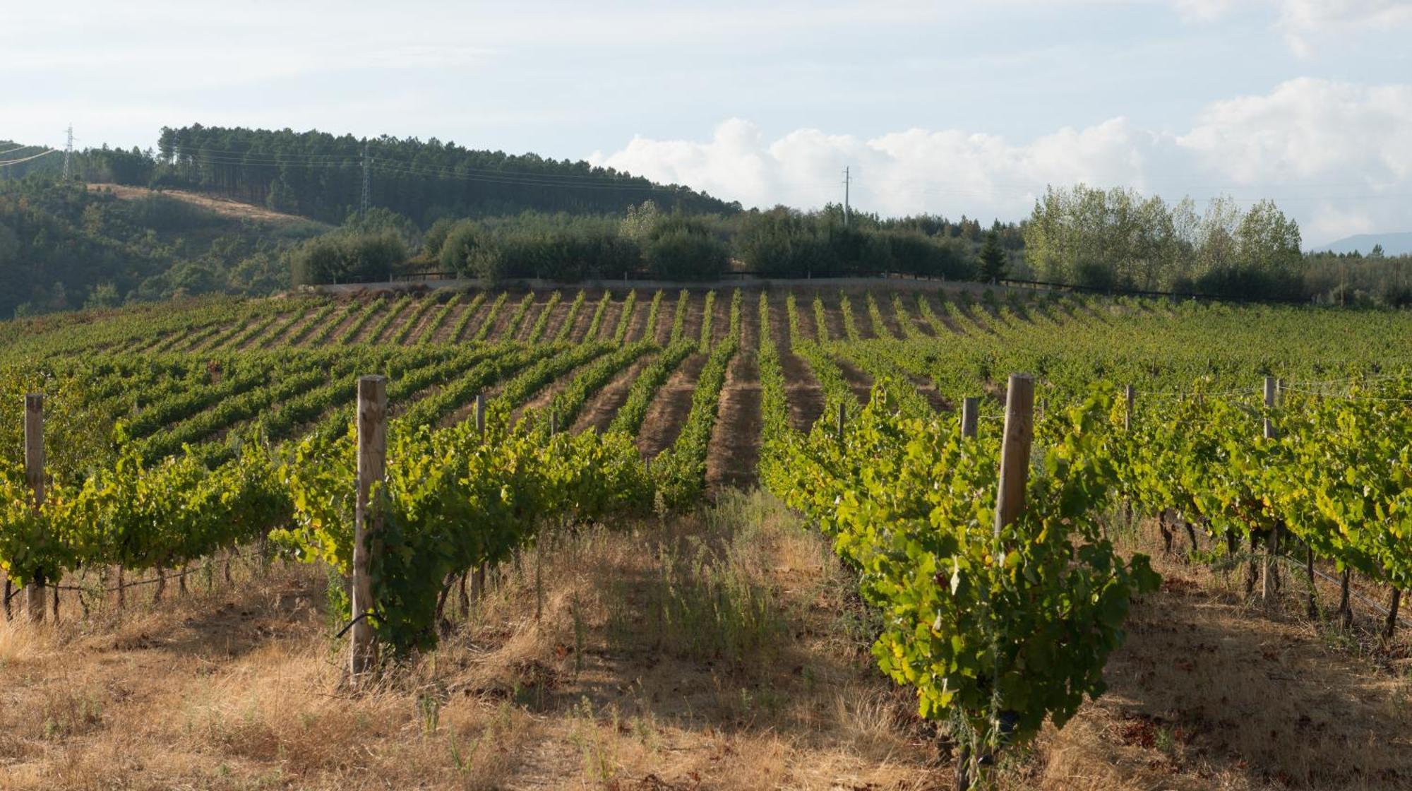Tranca Da Barriga - Casa Do Vinho By Quinta De Sao Tiago Villa Covilhã Eksteriør billede